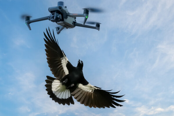 Drones and Birds Why Safety Matters in Aerial Construction Photography